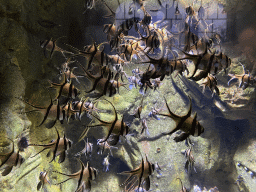 Banggai Cardinalfishes at the Aquarium of the Antwerp Zoo