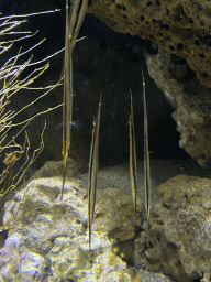 Razorfishes at the Aquarium of the Antwerp Zoo