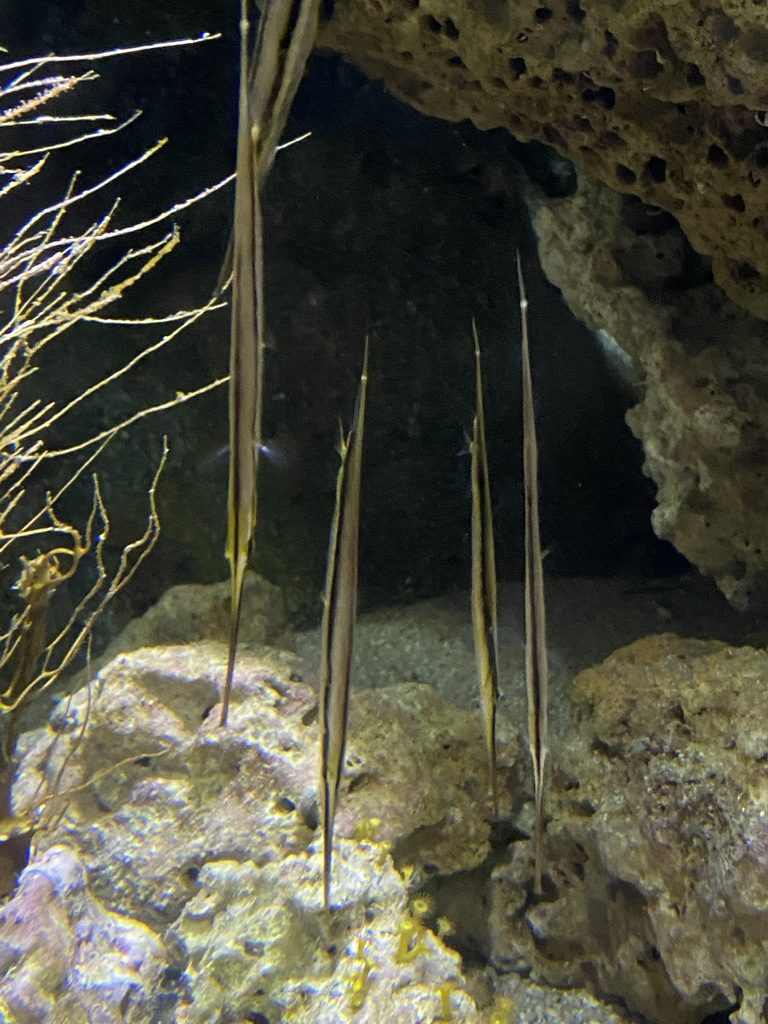 Razorfishes at the Aquarium of the Antwerp Zoo