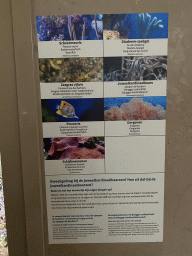 Explanation on the Razorfish, Long-spined Sea Urchin, Bristle-tail Filefish, Banggai Cardinalfish, Copperband Butterflyfish, Gorgonia and Disc Anemones at the Aquarium of the Antwerp Zoo