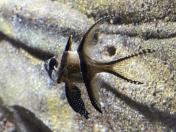 Banggai Cardinalfish at the Aquarium of the Antwerp Zoo