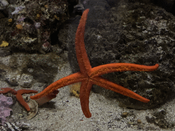 Red Starfishes at the Aquarium of the Antwerp Zoo