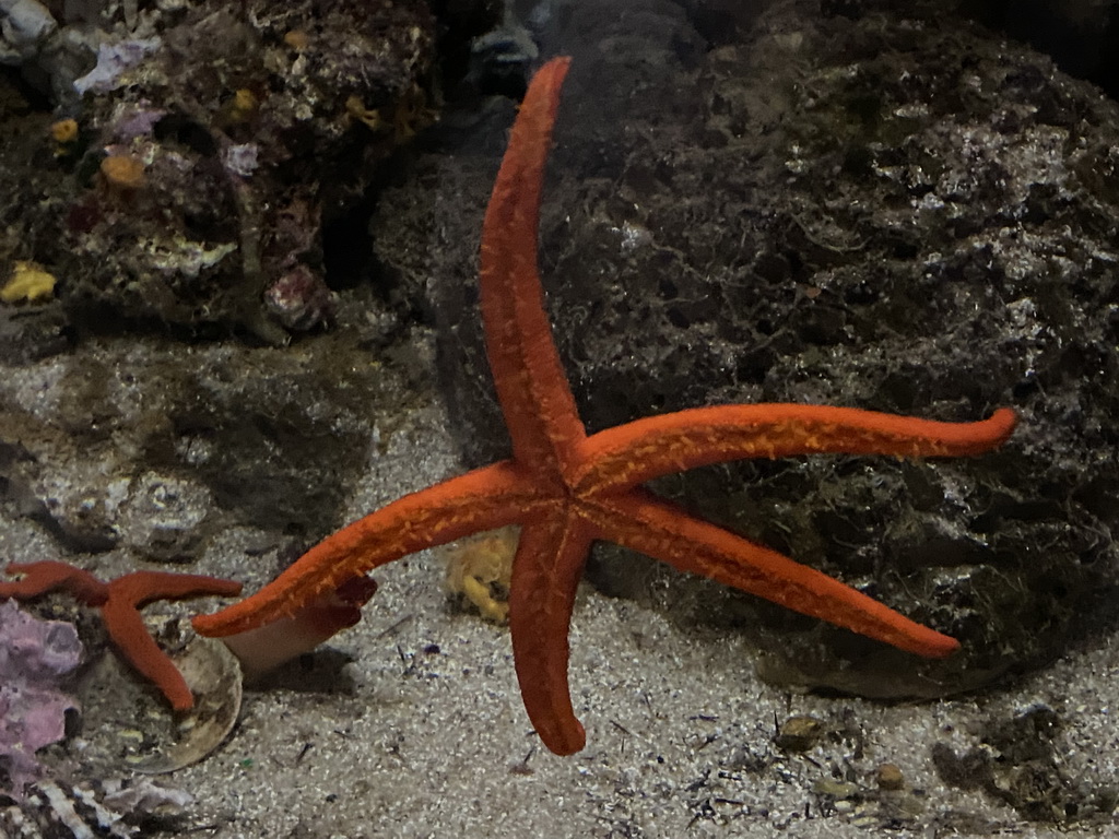 Red Starfishes at the Aquarium of the Antwerp Zoo