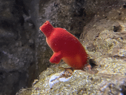 Red Sea-squirt at the Aquarium of the Antwerp Zoo