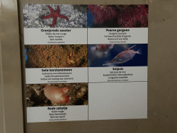 Explanation on the Red Starfish, Violescent Sea-whip, Yellow Encrusting Sea Anemone, Longspine Snipefish and Red Sea-squirt at the Aquarium of the Antwerp Zoo