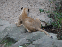 Lion at the Antwerp Zoo