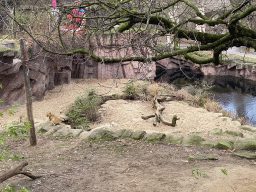 Lions at the Antwerp Zoo