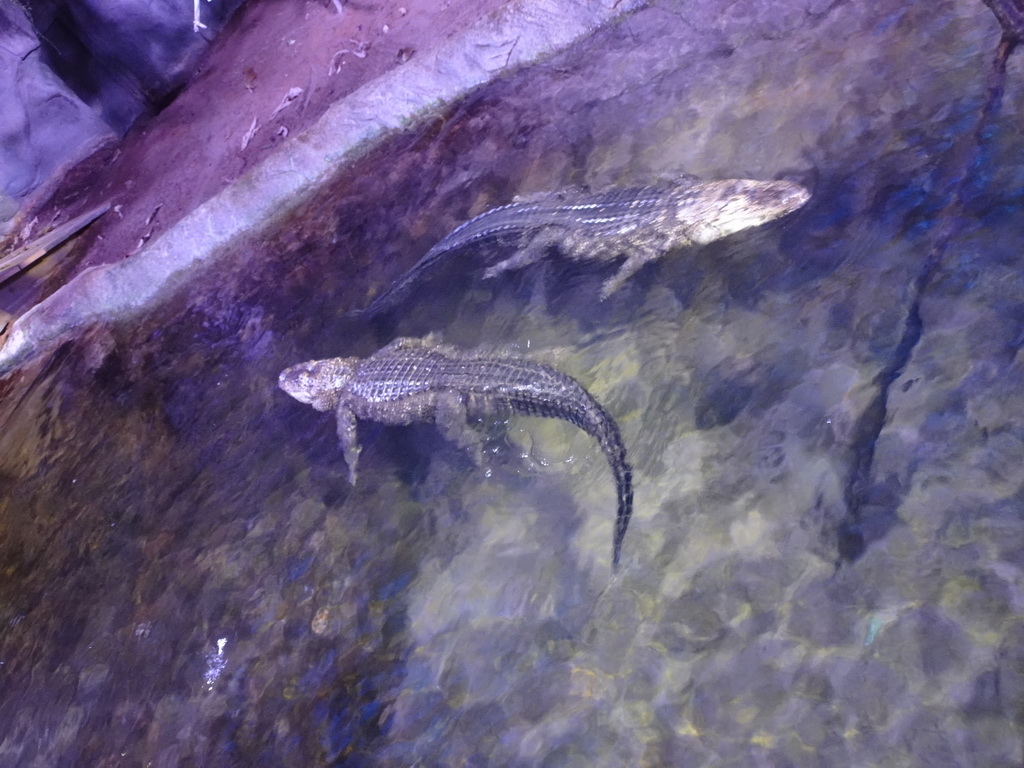 Spectacled Caimans at the Reptile House at the Antwerp Zoo