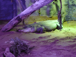 Spectacled Caiman at the Reptile House at the Antwerp Zoo