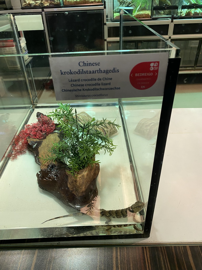 Young Chinese Crocodile Lizard at the Reptile House at the Antwerp Zoo, with explanation