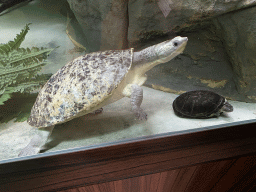 Turtles at the Reptile House at the Antwerp Zoo