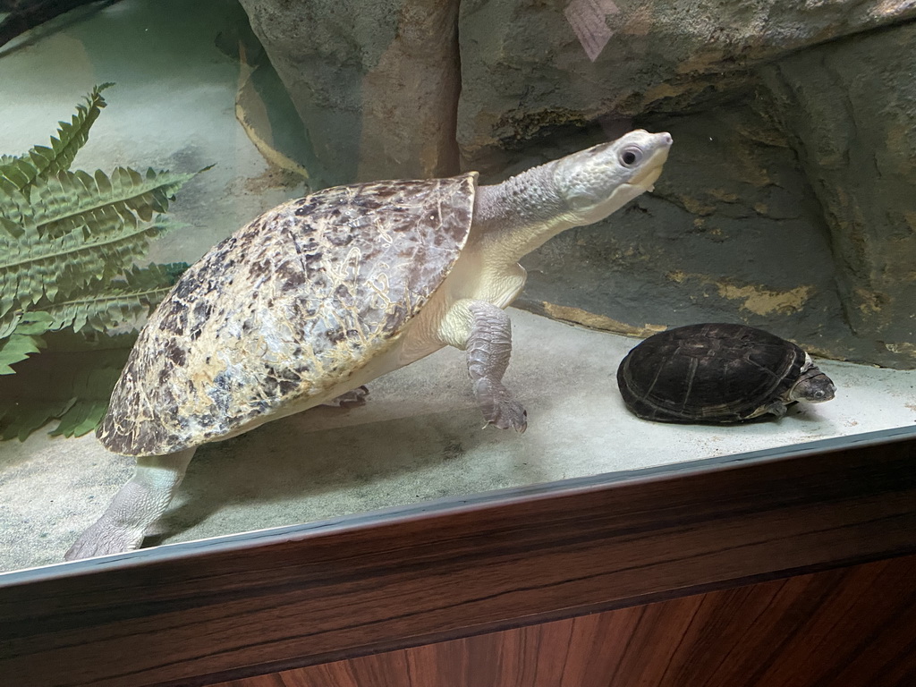 Turtles at the Reptile House at the Antwerp Zoo