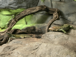 Lizards at the Reptile House at the Antwerp Zoo