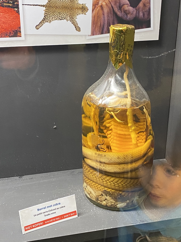 Bottle of alcohol with Cobra at the Reptile House at the Antwerp Zoo, with explanation