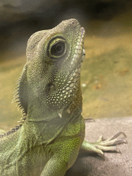 Head of a Lizard at the Reptile House at the Antwerp Zoo