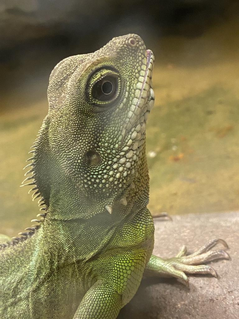 Head of a Lizard at the Reptile House at the Antwerp Zoo