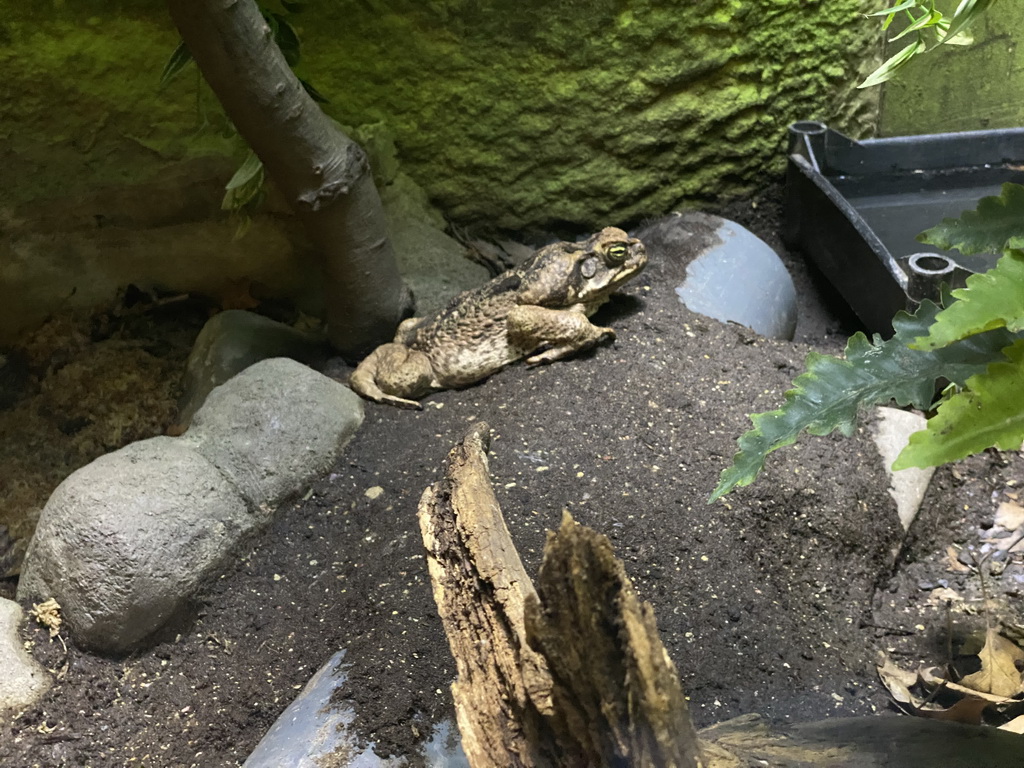 Cane Toad at the Reptile House at the Antwerp Zoo