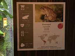 Explanation on the Cane Toad at the Reptile House at the Antwerp Zoo