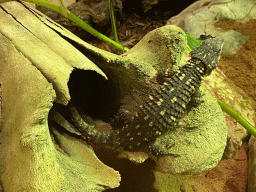 Zoutpansberg Girdled Lizard at the Reptile House at the Antwerp Zoo