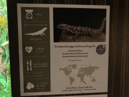Explanation on the Zoutpansberg Girdled Lizard at the Reptile House at the Antwerp Zoo