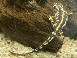 Luristan Newt at the Reptile House at the Antwerp Zoo