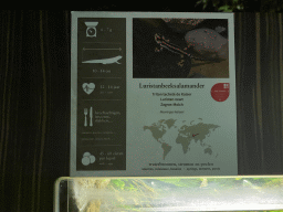 Explanation on the Luristan Newt at the Reptile House at the Antwerp Zoo