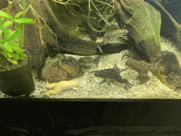 African Clawed Frogs at the Reptile House at the Antwerp Zoo