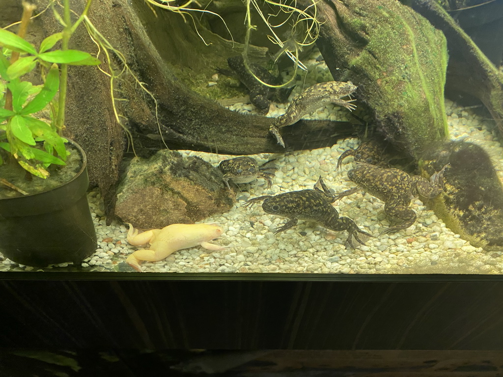 African Clawed Frogs at the Reptile House at the Antwerp Zoo
