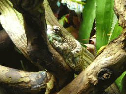 Amazon Milk Frog at the Reptile House at the Antwerp Zoo