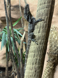 Frilled Lizard at the Reptile House at the Antwerp Zoo