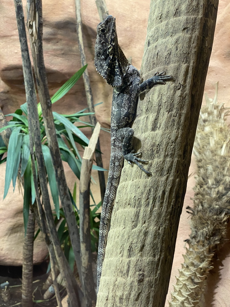 Frilled Lizard at the Reptile House at the Antwerp Zoo