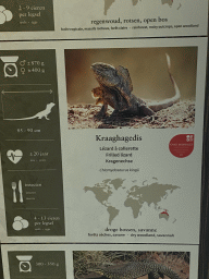 Explanation on the Frilled Lizard at the Reptile House at the Antwerp Zoo