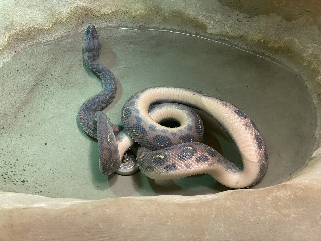 Brazilian Rainbow Boa at the Reptile House at the Antwerp Zoo