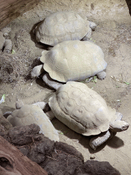 Tortoises at the Reptile House at the Antwerp Zoo