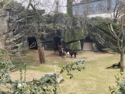 Alpacas at the Antwerp Zoo