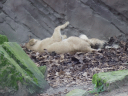 Young Lions at the Antwerp Zoo