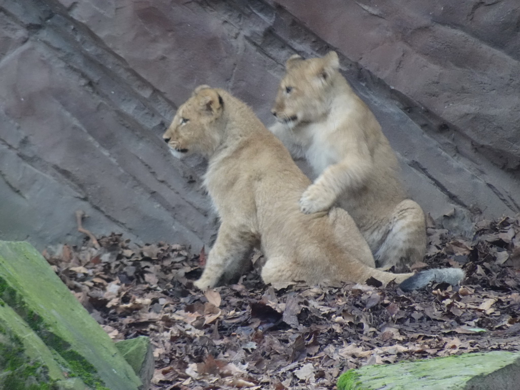 Young Lions at the Antwerp Zoo