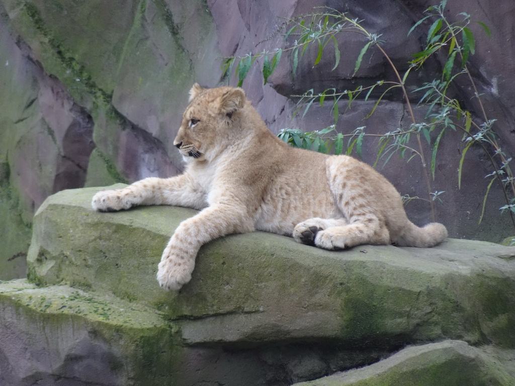 Young Lion at the Antwerp Zoo