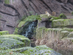 Young Lions and waterfall at the Antwerp Zoo