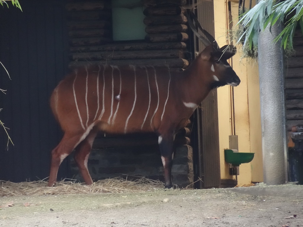 Eastern Bongos at the Antwerp Zoo