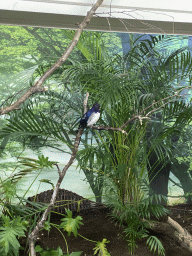 Violet-backed Starling at the Bird Building at the Antwerp Zoo