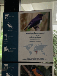 Explanation on the Violet-backed Starling at the Bird Building at the Antwerp Zoo