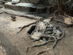 Sunbitterns at the Bird Building at the Antwerp Zoo