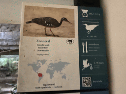 Explanation on the Sunbittern at the Bird Building at the Antwerp Zoo