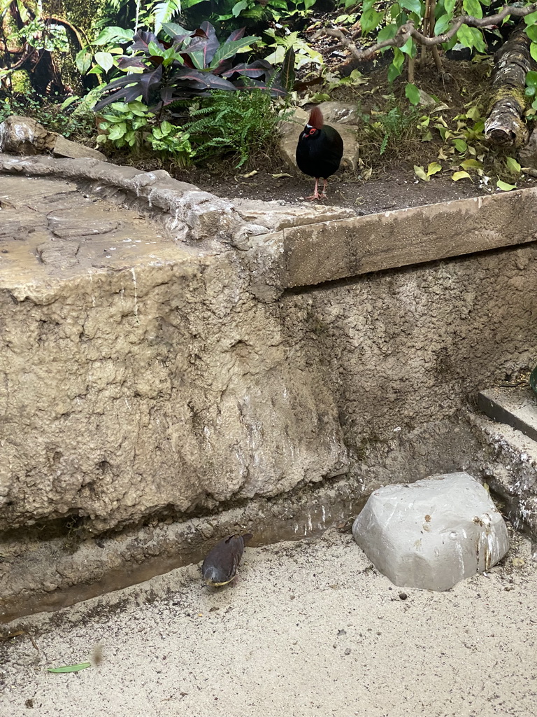 Crested Wood Partridges at the Bird Building at the Antwerp Zoo