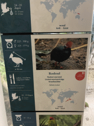 Explanation on the Crested Wood Partridge at the Bird Building at the Antwerp Zoo