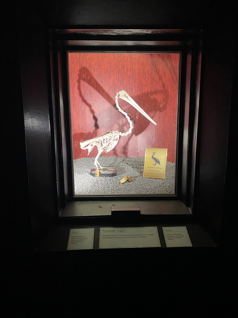Peruvian Pelican skeleton at the Dark Corridor at the Bird Building at the Antwerp Zoo, with explanation