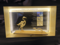 Bird and rat skeletons at the Bird Building at the Antwerp Zoo, with explanation