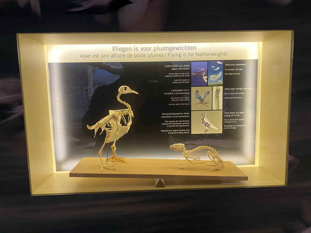 Bird and rat skeletons at the Bird Building at the Antwerp Zoo, with explanation