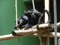 Black-headed Spider Monkeys at the Monkey Building at the Antwerp Zoo